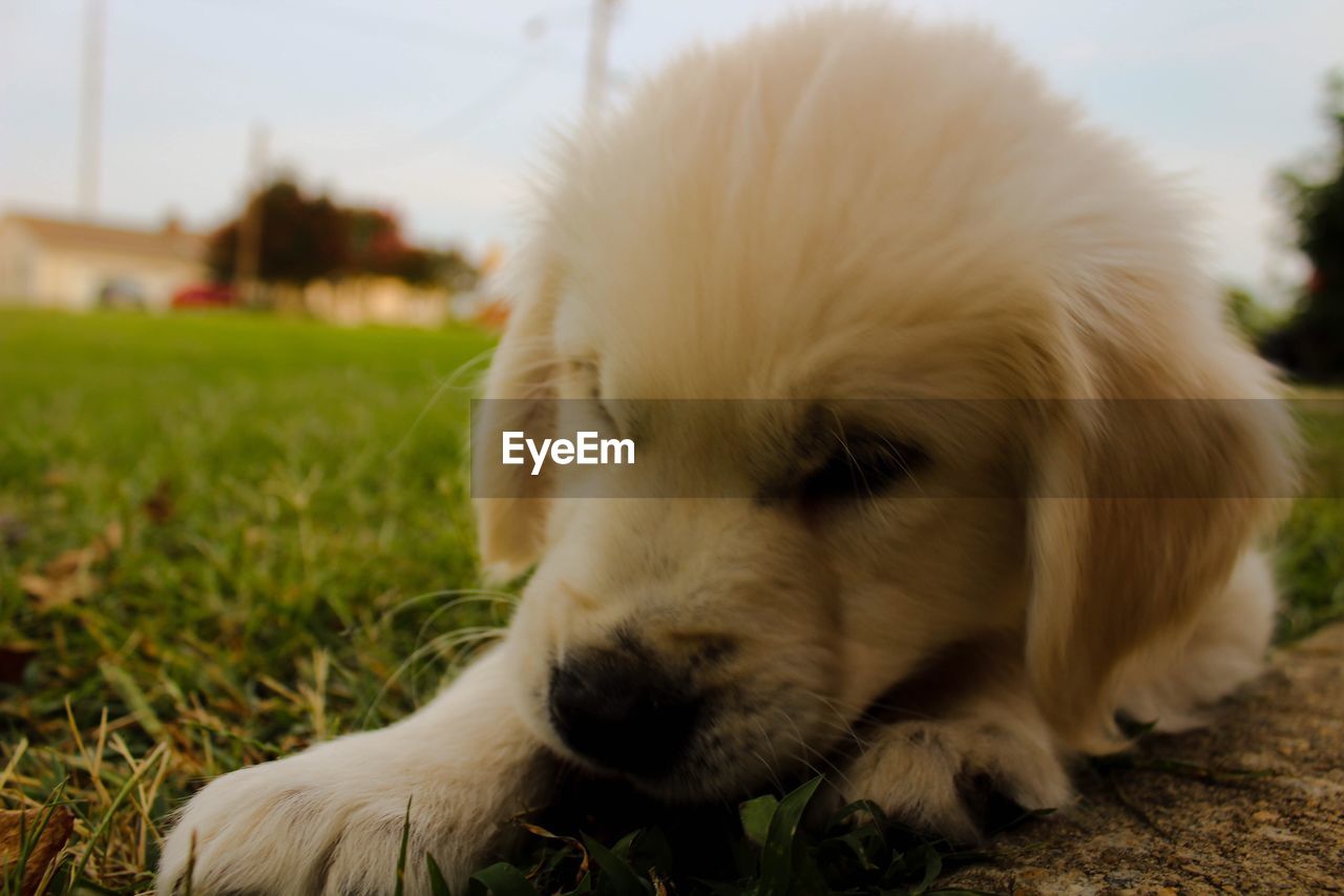 CLOSE-UP OF PUPPY ON GRASS