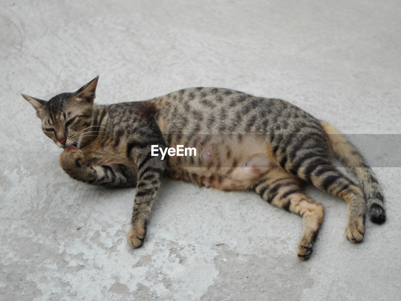 HIGH ANGLE VIEW OF CAT RESTING ON FLOOR