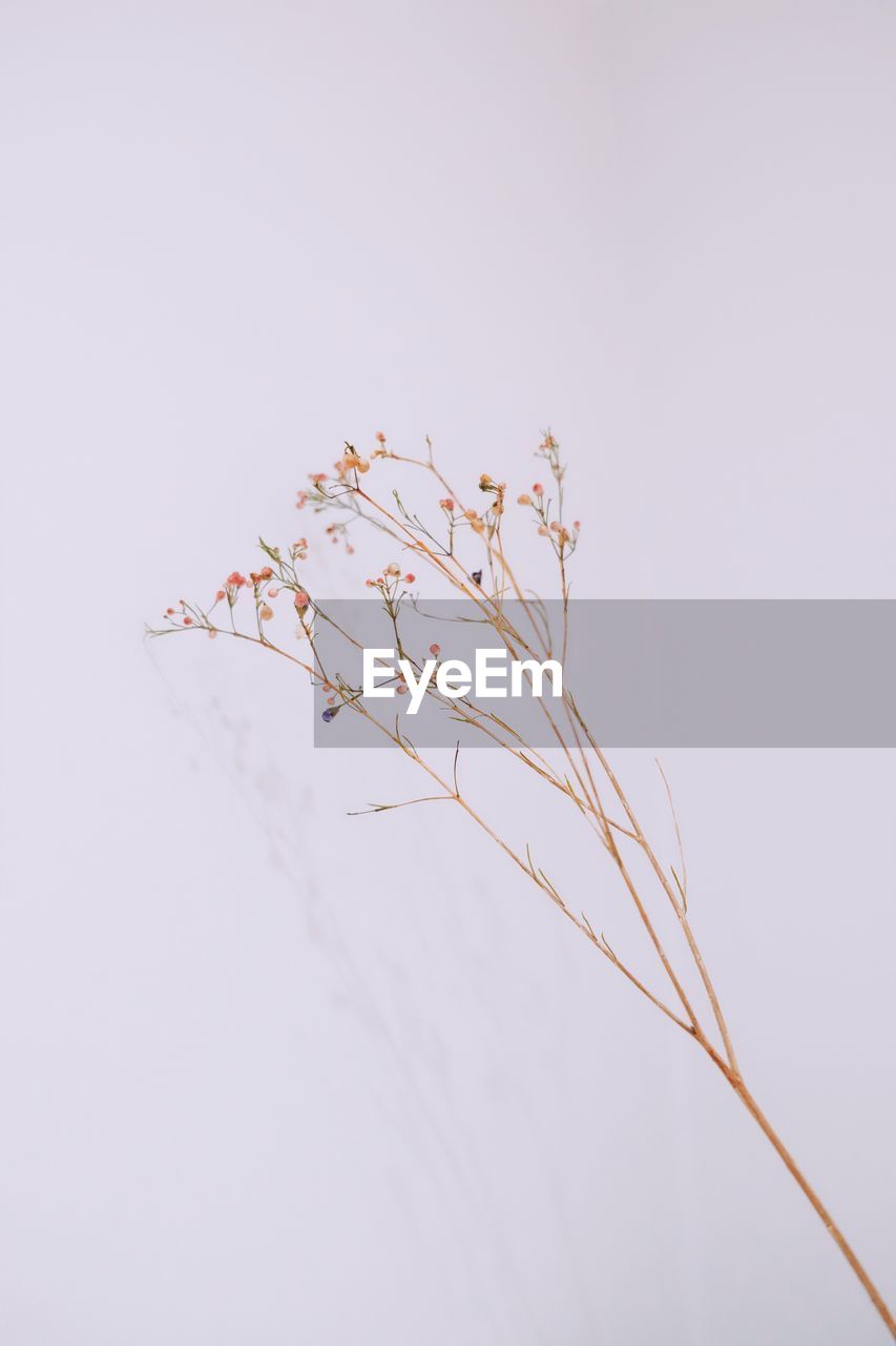 CLOSE-UP OF FLOWERS AGAINST WHITE BACKGROUND