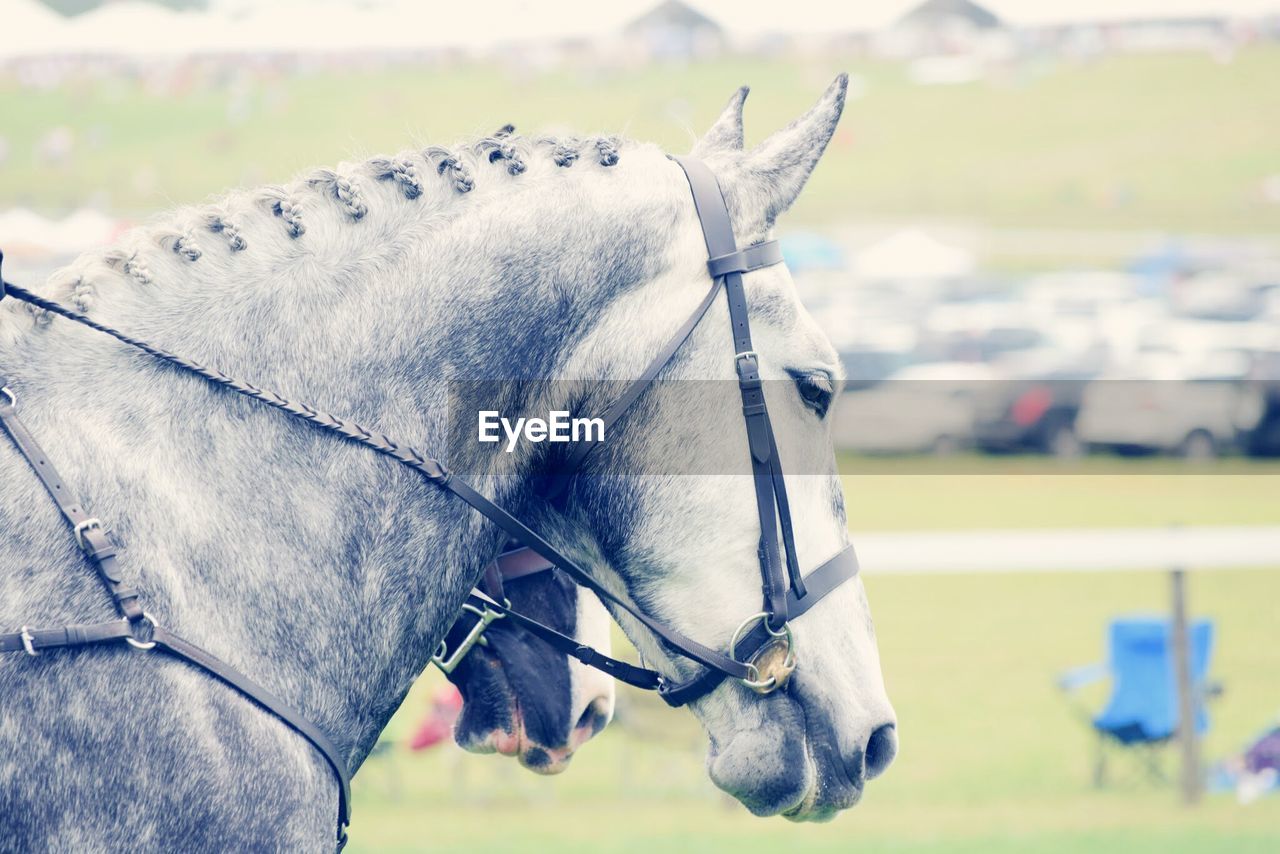 Close-up of horse against sky