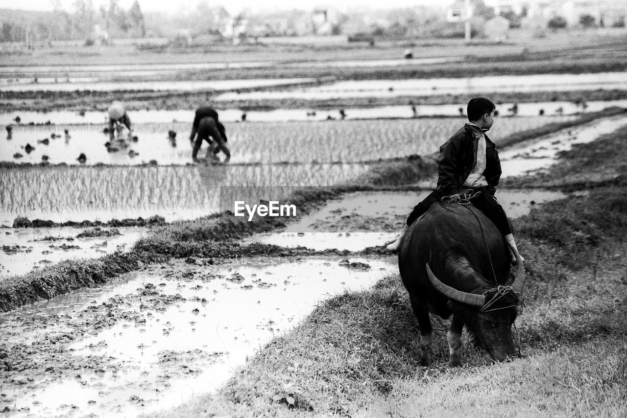 MAN RIDING HORSE ON FIELD