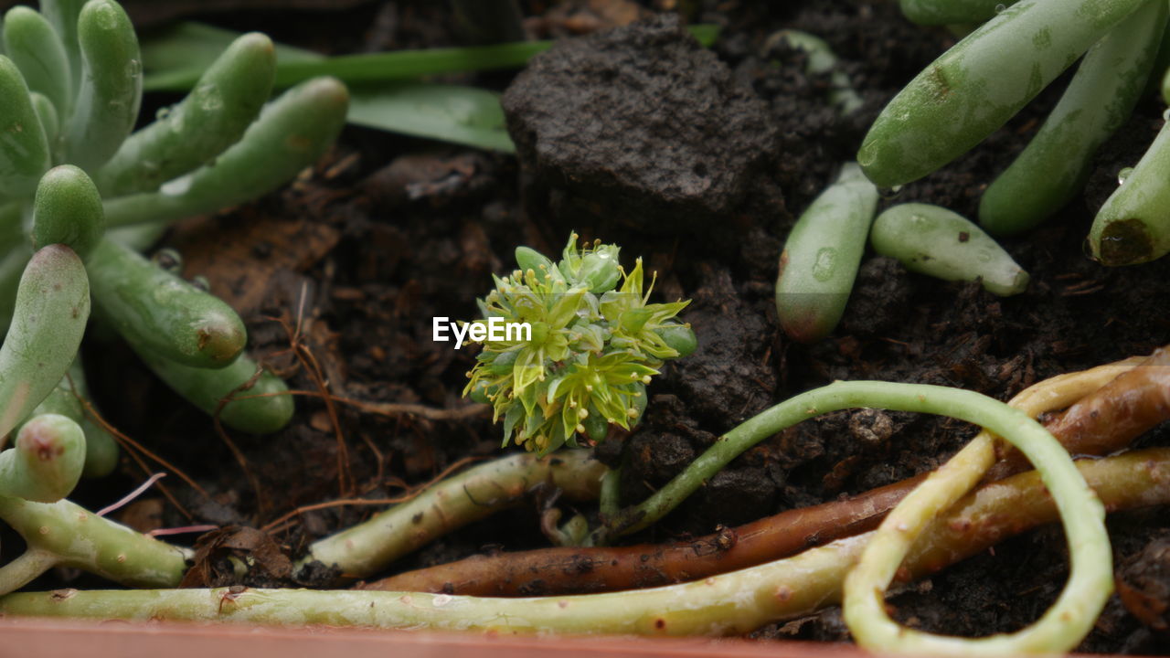 CLOSE-UP OF POTTED PLANT WITH VEGETABLES