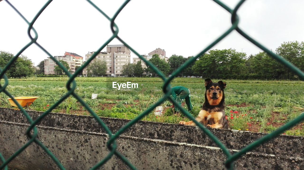 DOG LOOKING THROUGH FENCE