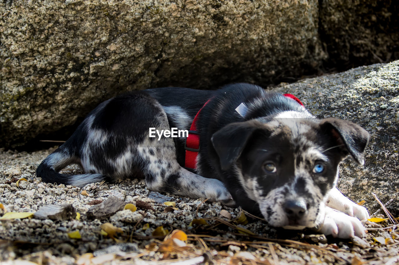 Portrait of a dog