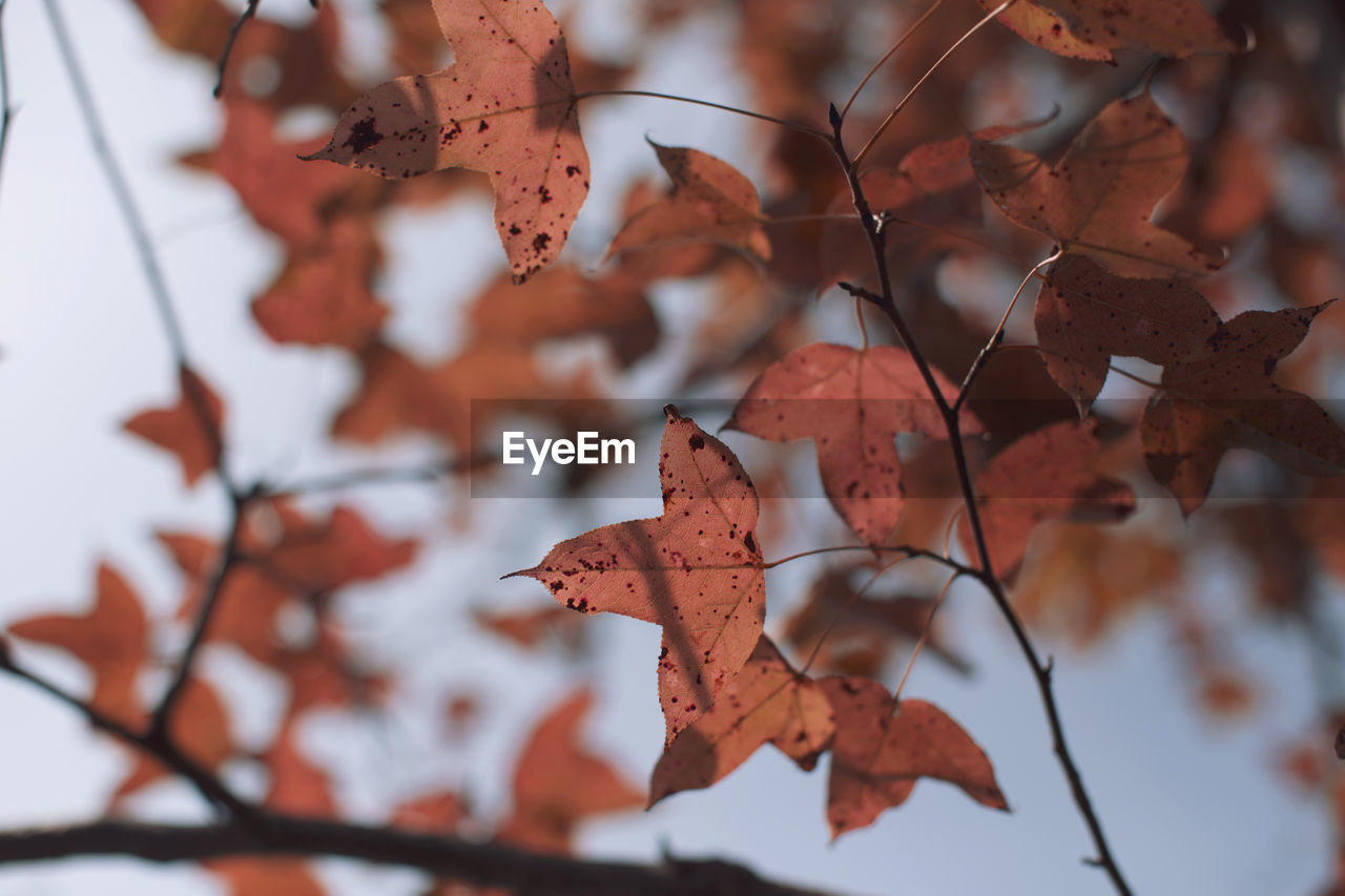 Close-up of maple leaves