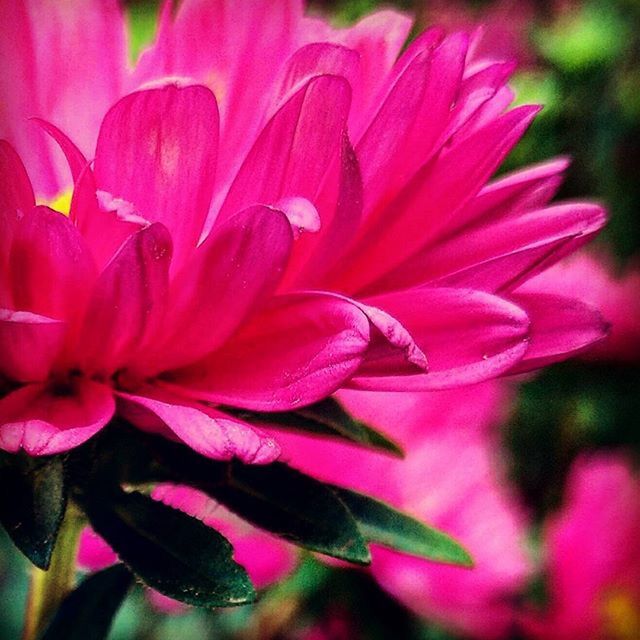 CLOSE-UP OF PINK FLOWERS BLOOMING