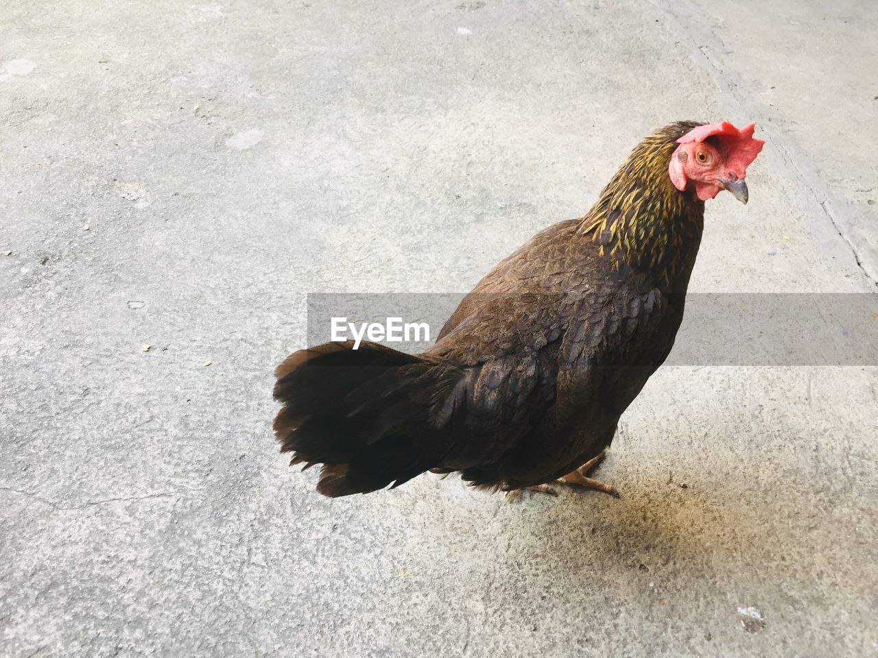 High angle view of a hen