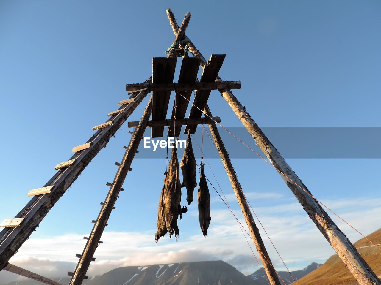 Low angle view of dead animals drying on wood against clear blue sky