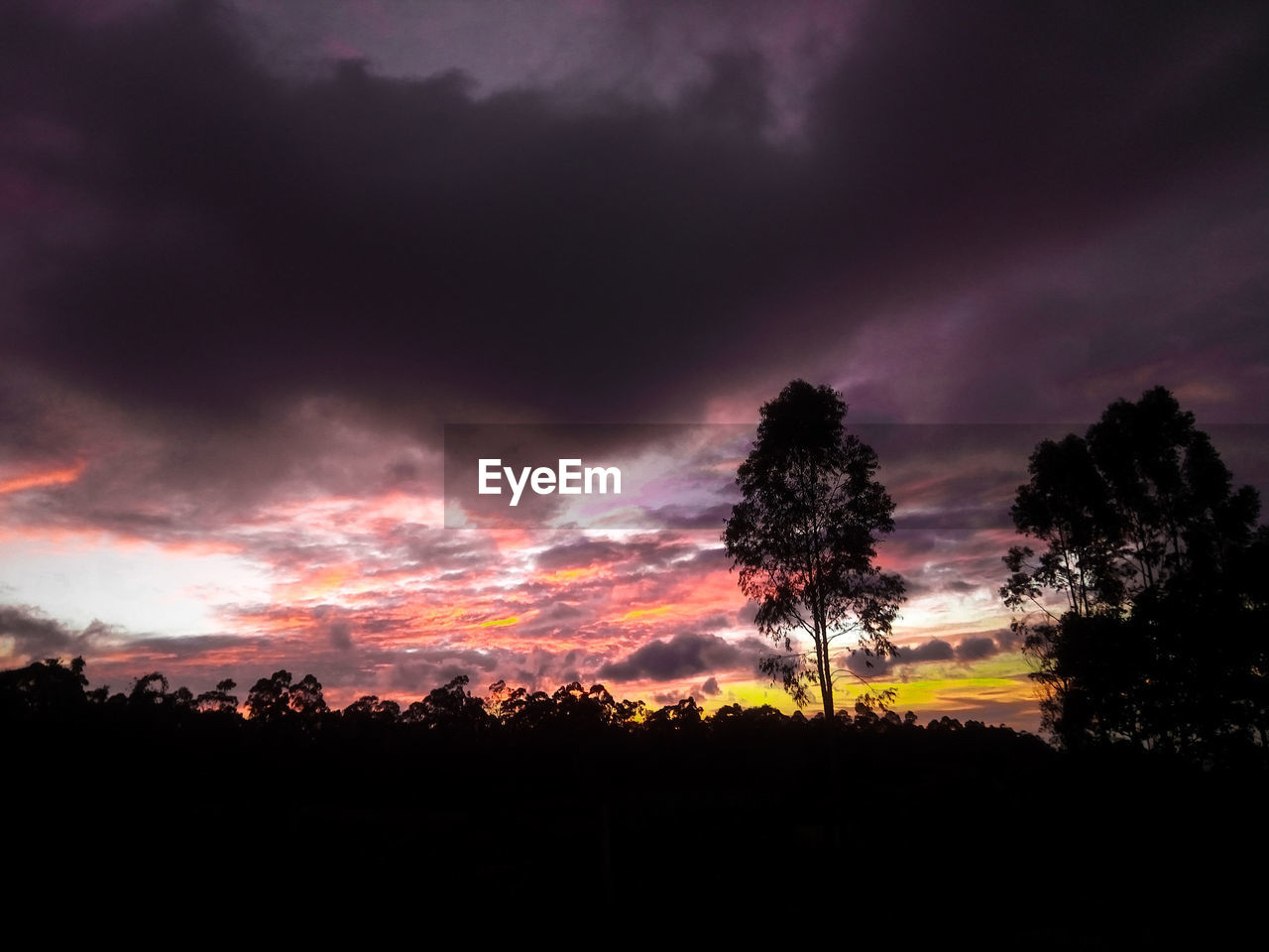 SILHOUETTE TREES ON LANDSCAPE AGAINST DRAMATIC SKY