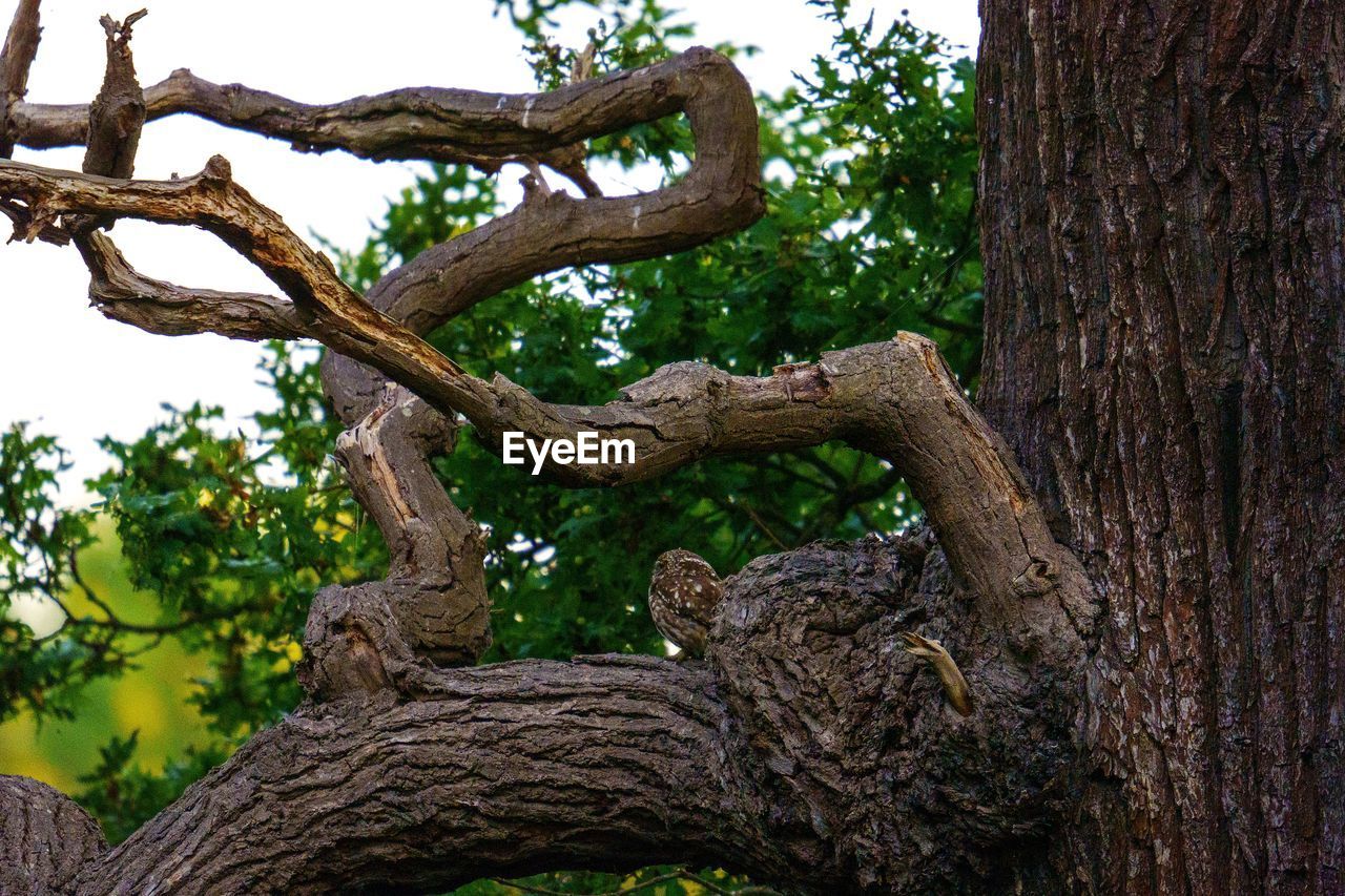 tree, plant, branch, tree trunk, trunk, nature, no people, flower, leaf, outdoors, day, beauty in nature, growth, environment, low angle view, animal wildlife, sky, animal, tranquility, animal themes, jungle, forest, land, woodland, green, wood