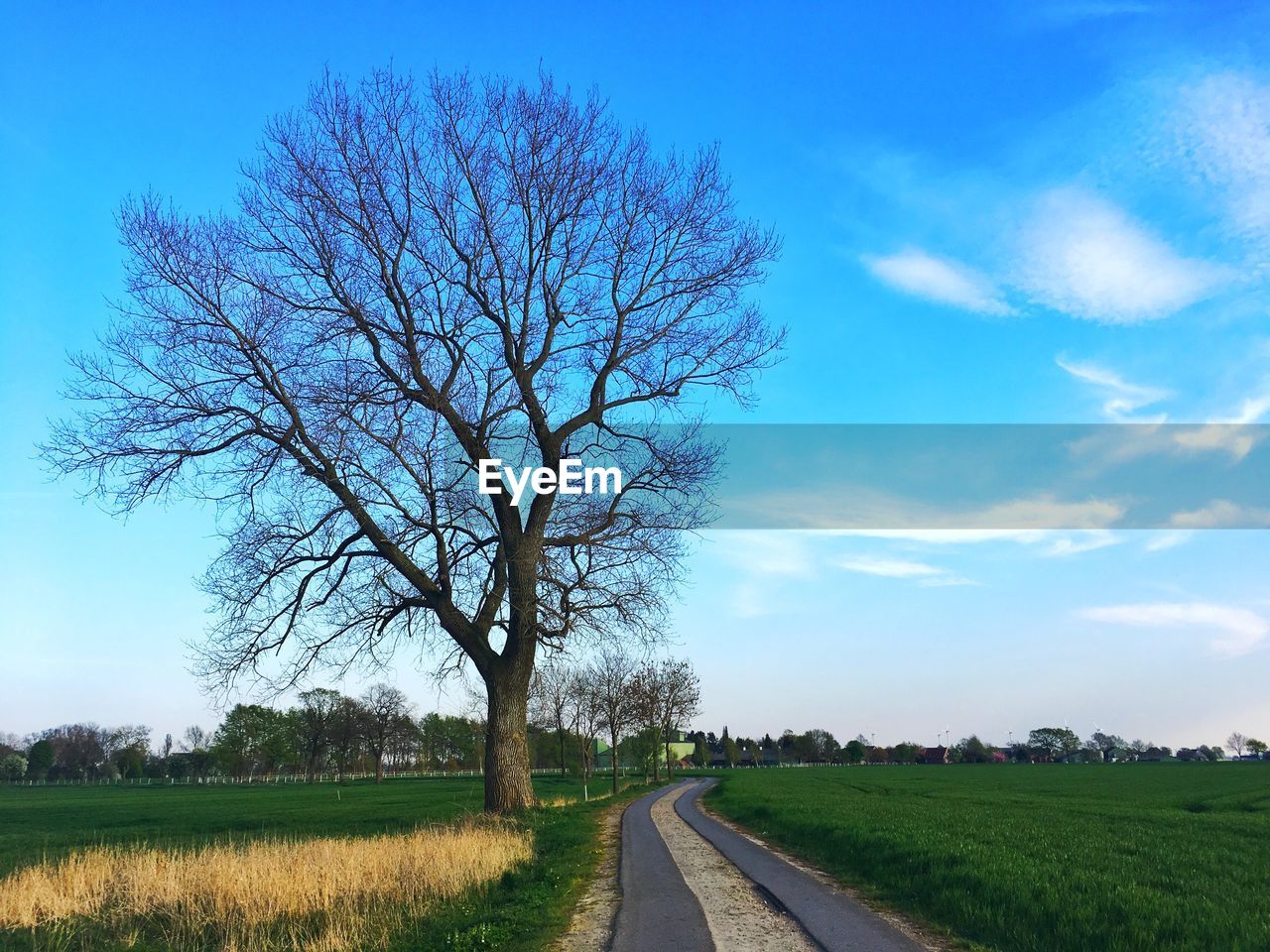 Road amidst bare trees on field against sky