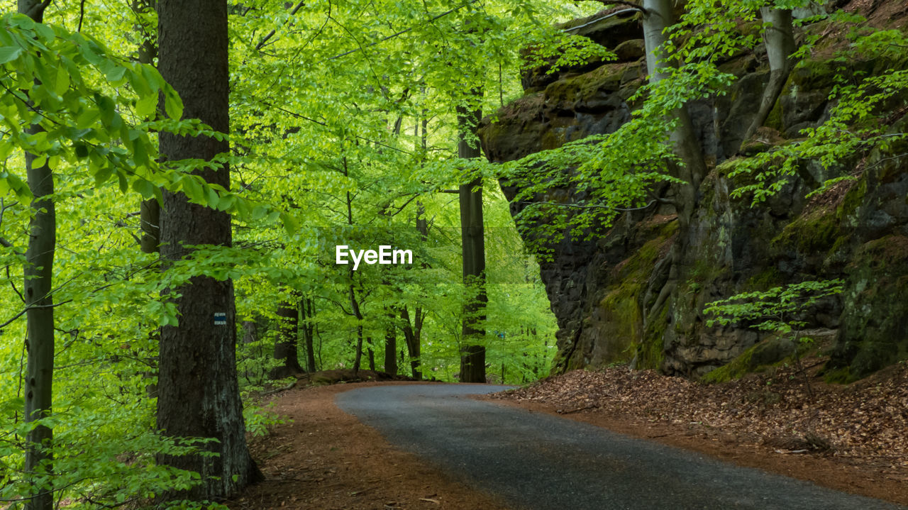 Road amidst trees in forest