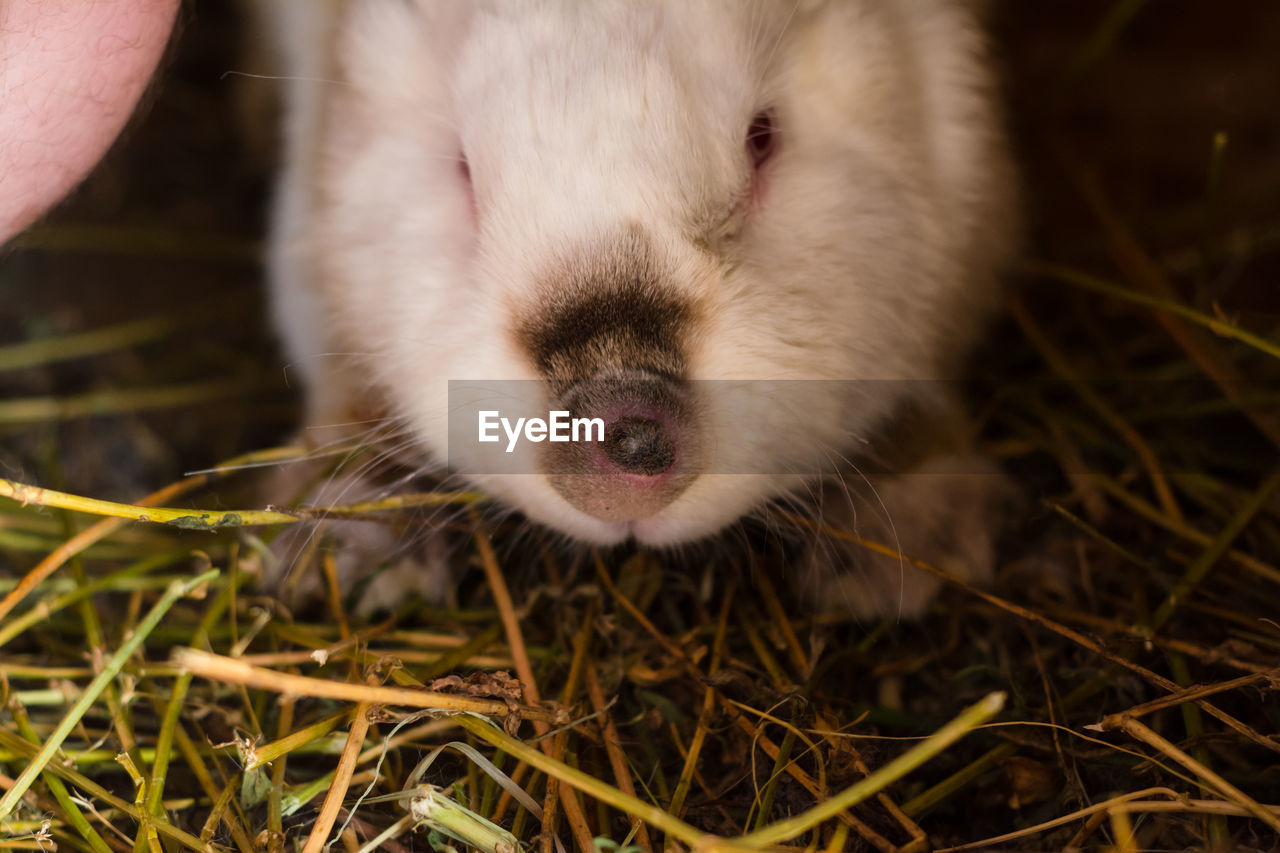 animal themes, animal, mammal, one animal, domestic animals, pet, close-up, animal body part, animal wildlife, whiskers, cute, young animal, rodent, rabbit, plant, grass, no people, nature, animal head, portrait, pig, looking at camera, outdoors