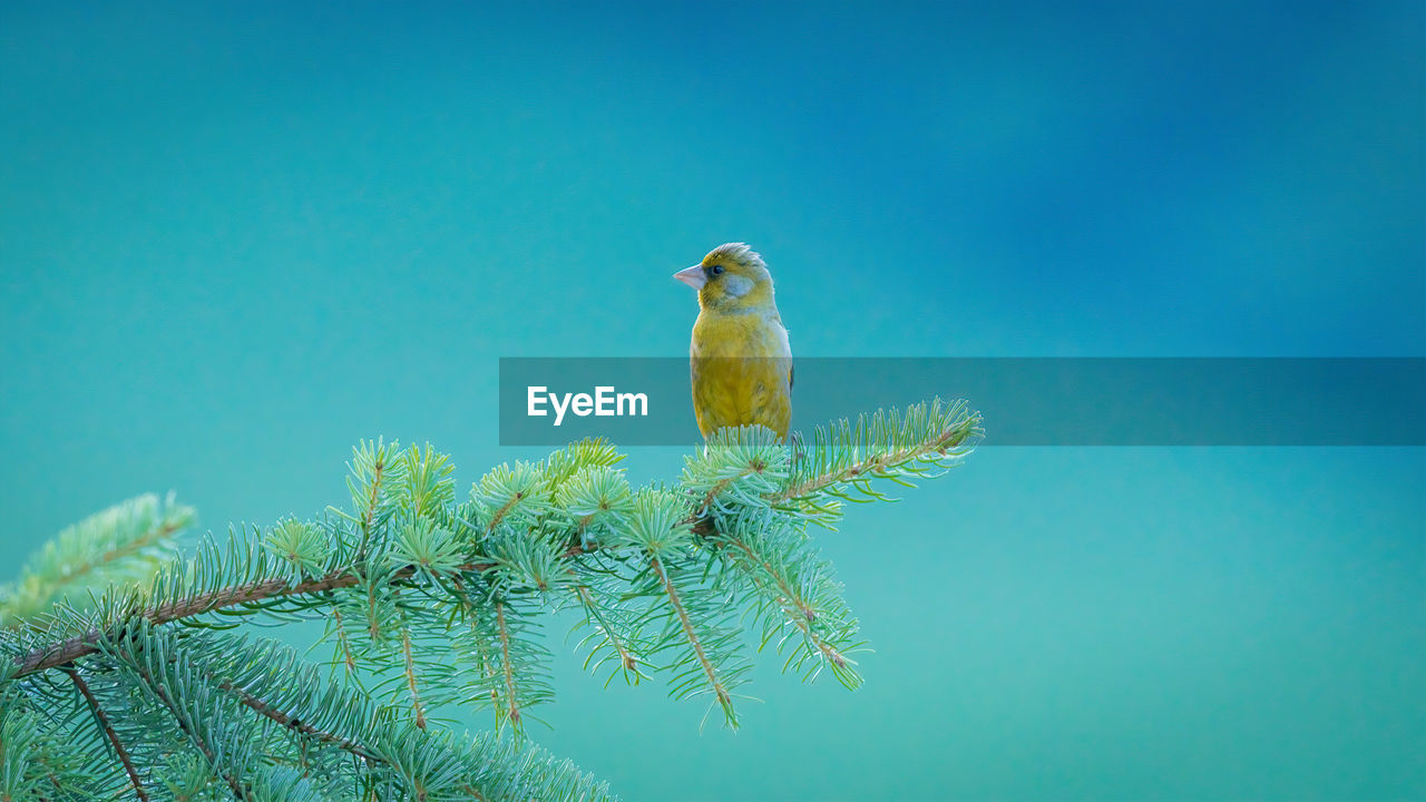 Low angle view of bird perching on tree against blue sky