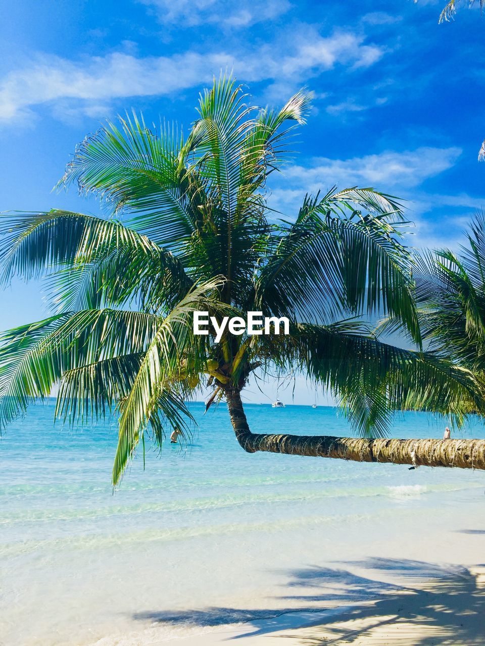 COCONUT PALM TREE ON BEACH AGAINST SKY