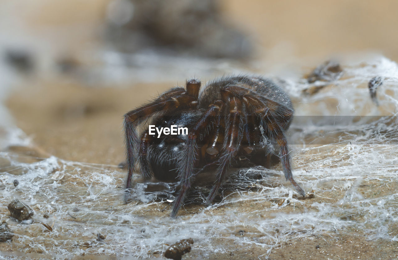 CLOSE-UP OF AN INSECT