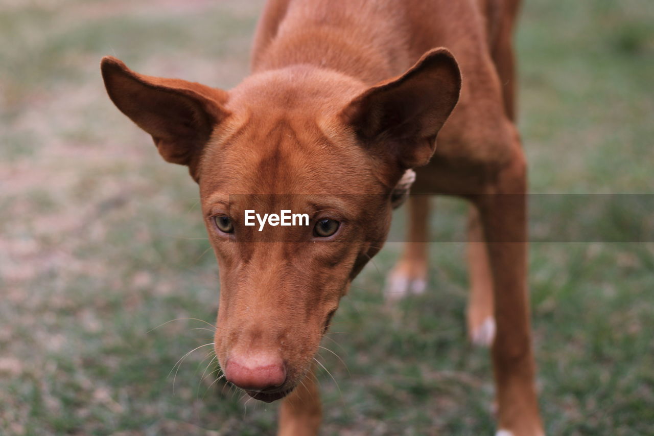 CLOSE-UP PORTRAIT OF A DOG ON FIELD