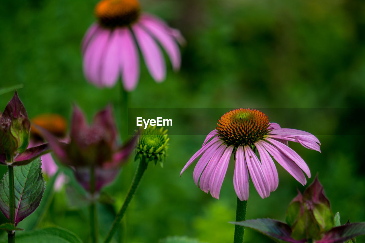 Close-up of purple coneflower blooming outdoors