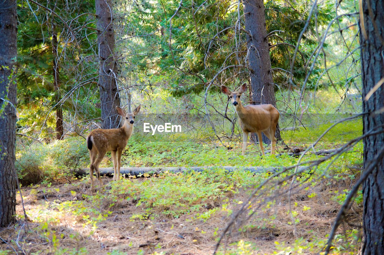 Deer in the forest