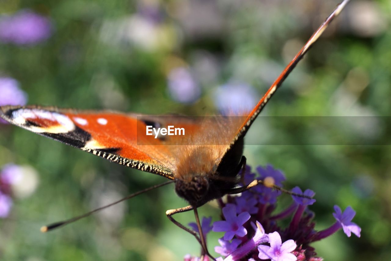 CLOSE-UP OF BUTTERFLY ON FLOWER