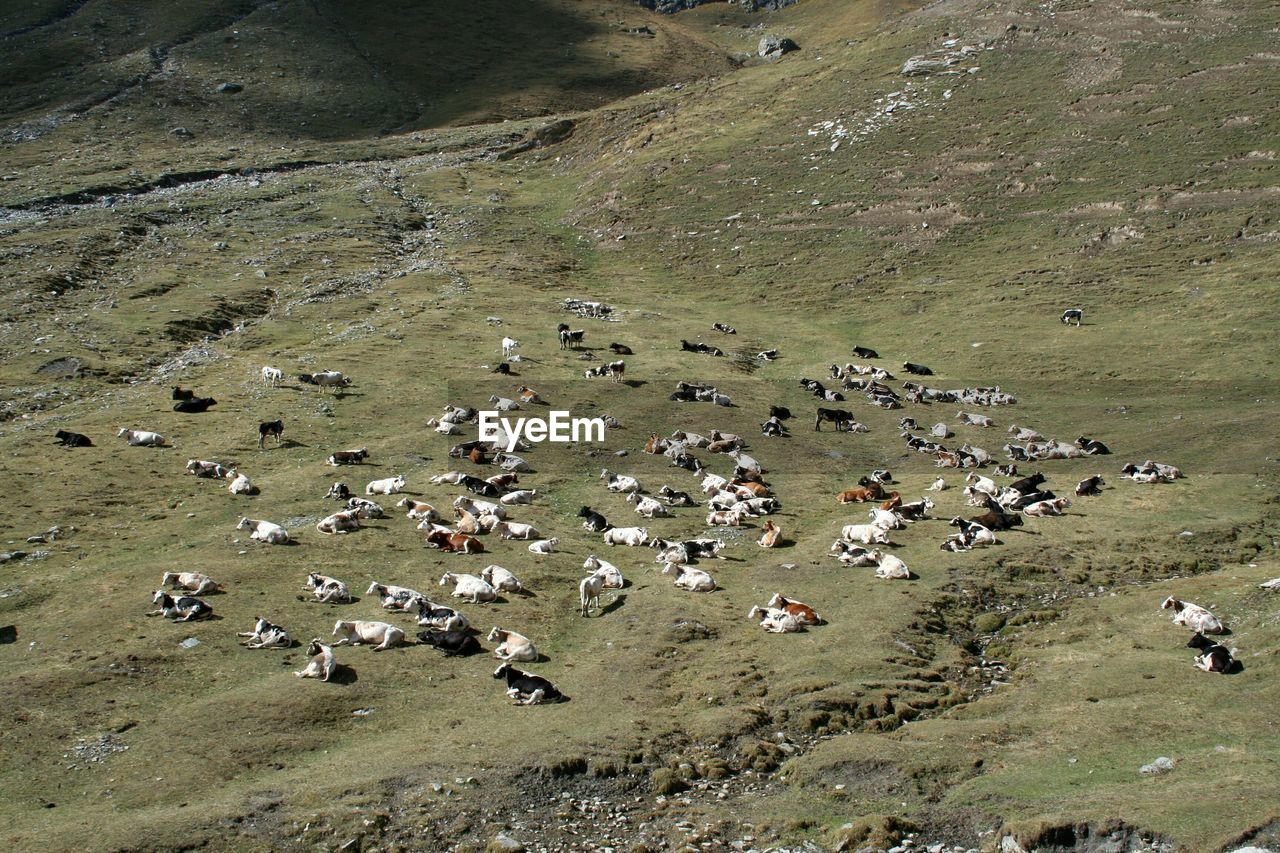 High angle view of cows on mountain