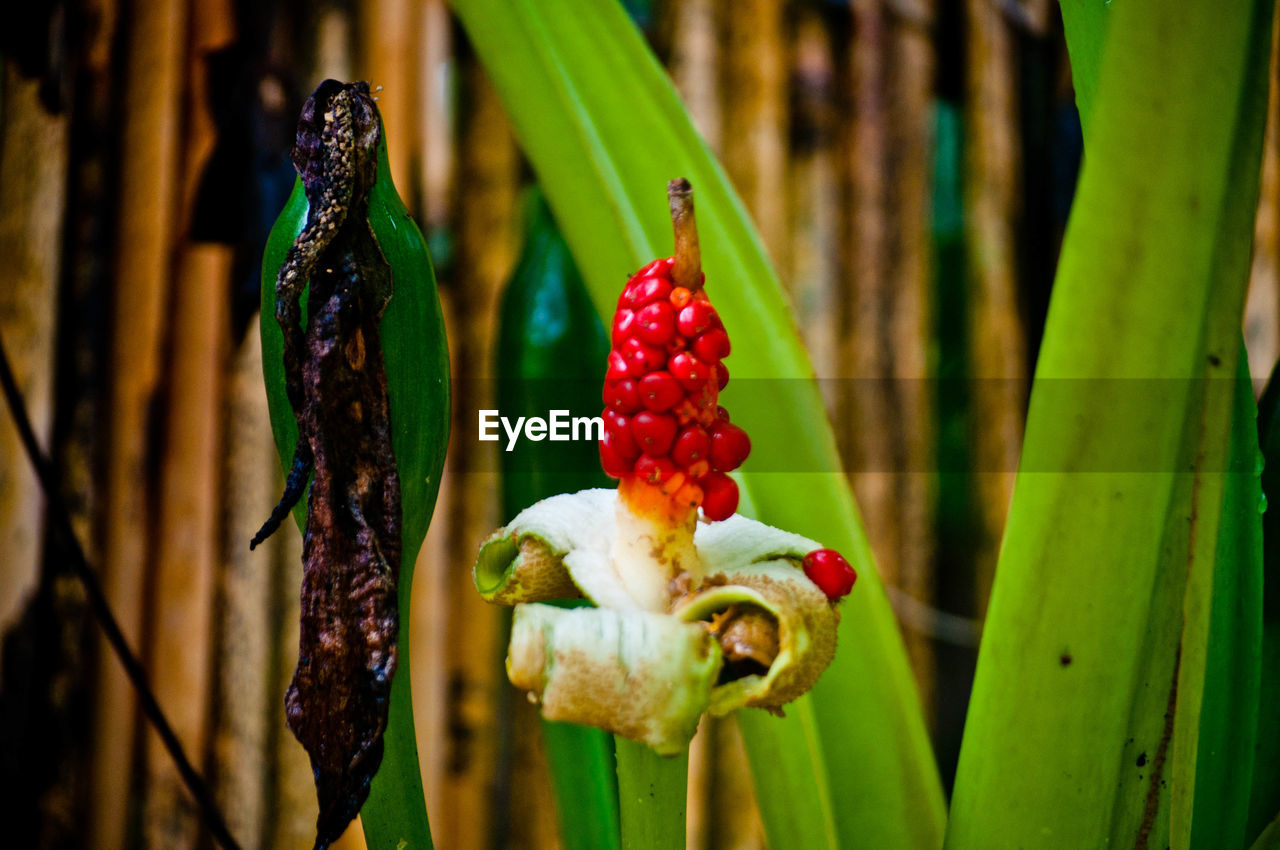 CLOSE-UP OF FRUITS WITH BERRIES