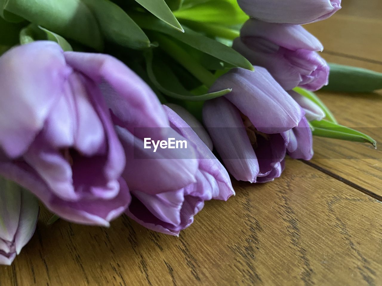 High angle view of purple flowers on table