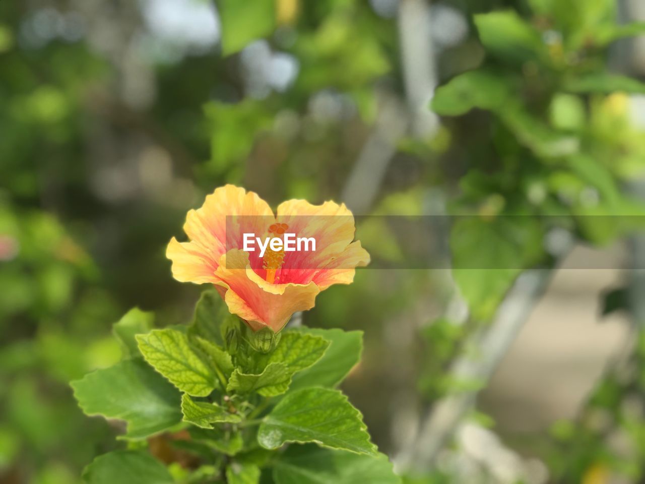 CLOSE-UP OF ORANGE FLOWER