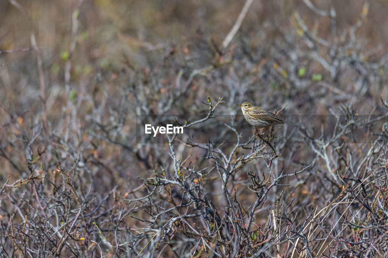 plant, wildlife, grass, animal wildlife, animal, animal themes, no people, nature, bird, dry, tree, day, land, outdoors, one animal, autumn, focus on foreground, branch, prairie, leaf, selective focus, environment, forest