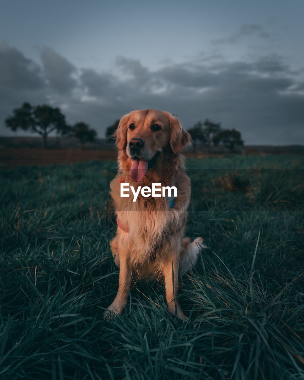 Cute dog on field during sunset