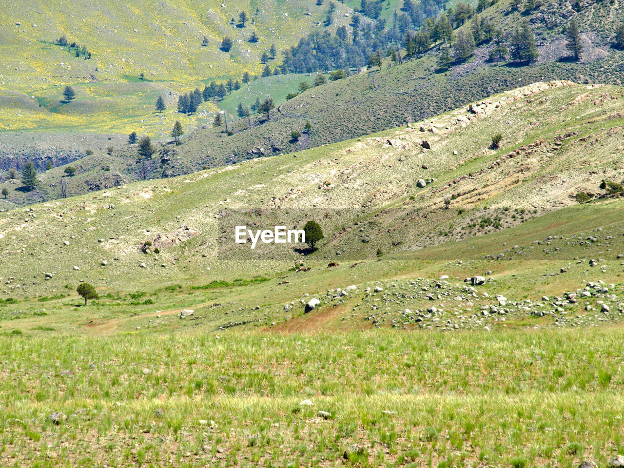 Scenic view of grassy landscape at yellowstone national park