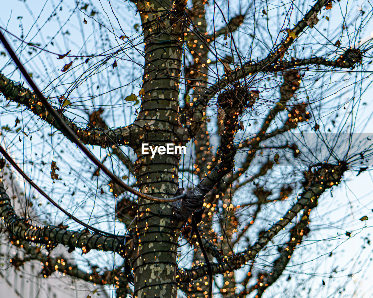 LOW ANGLE VIEW OF SNOW COVERED TREE AGAINST SKY