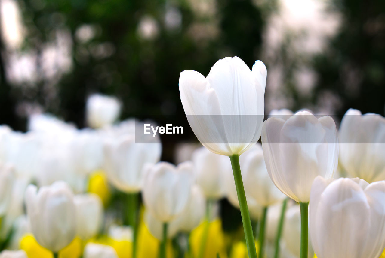 CLOSE-UP OF WHITE FLOWERING PLANTS IN FIELD