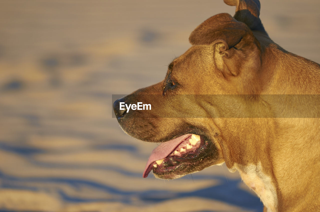 CLOSE-UP OF A DOG LOOKING AWAY OUTDOORS