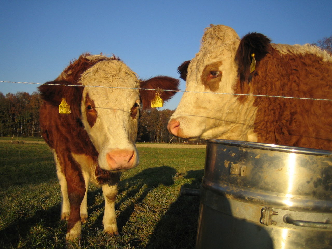 Cows standing by container on field