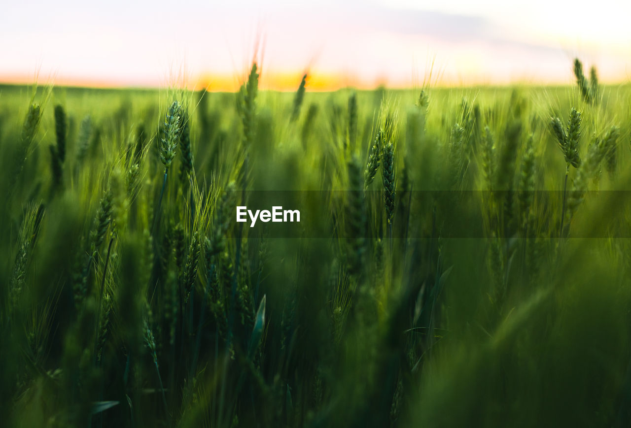 CLOSE-UP OF WHEAT GROWING ON FIELD