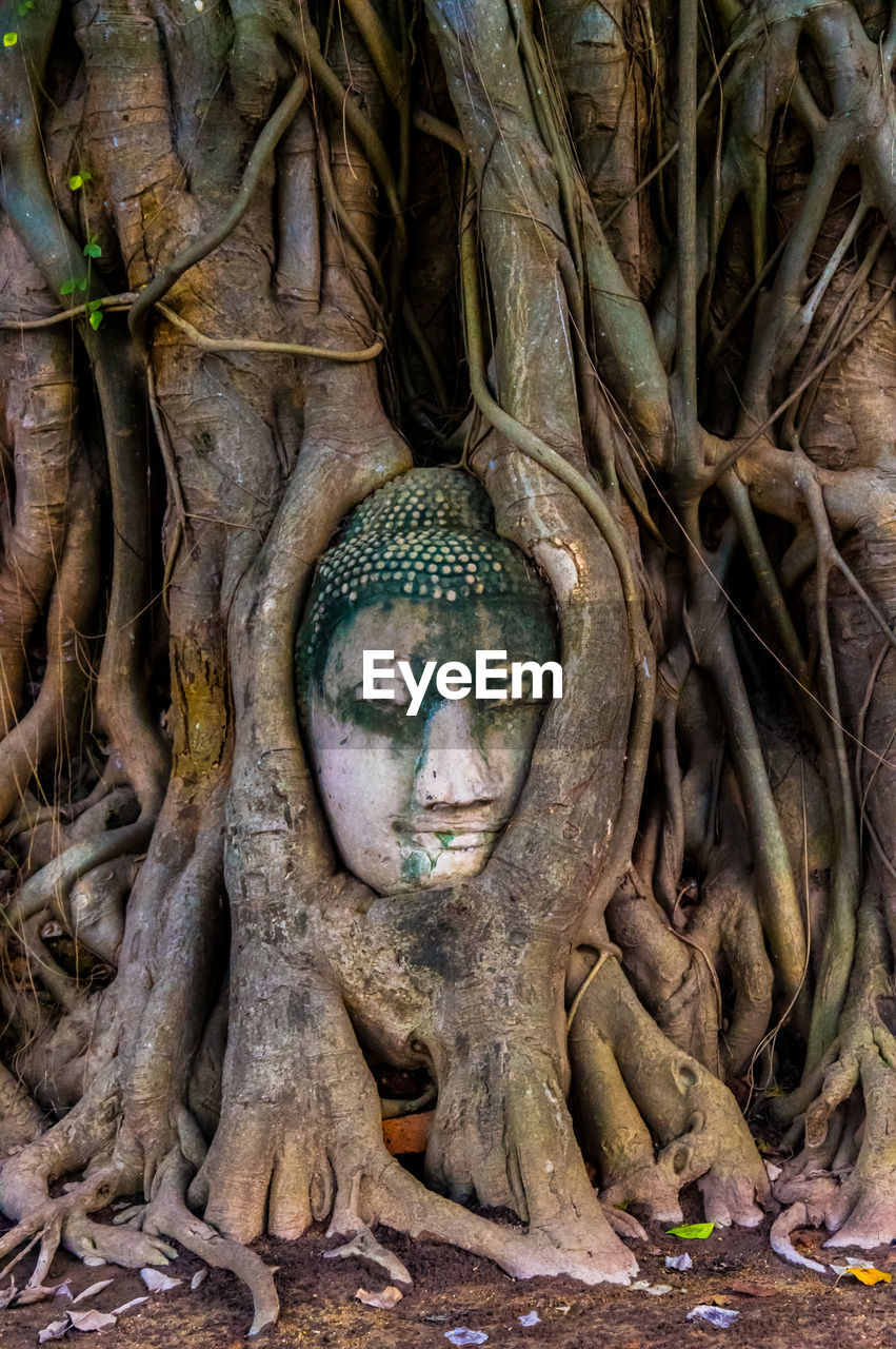 Buddha sculpture in tree roots at ayuthaya province