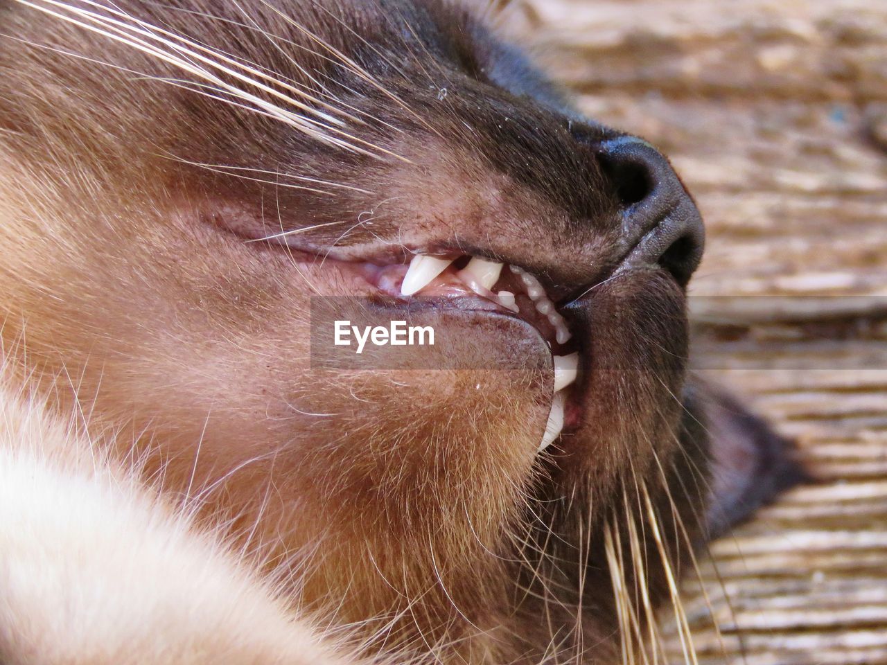 nose, animal themes, animal, mammal, close-up, one animal, whiskers, cat, snout, human eye, animal body part, domestic animals, yawning, pet, skin, feline, animal head, human head, animal wildlife, domestic cat, felidae, eyes closed, animal hair, relaxation, day, small to medium-sized cats, animal mouth