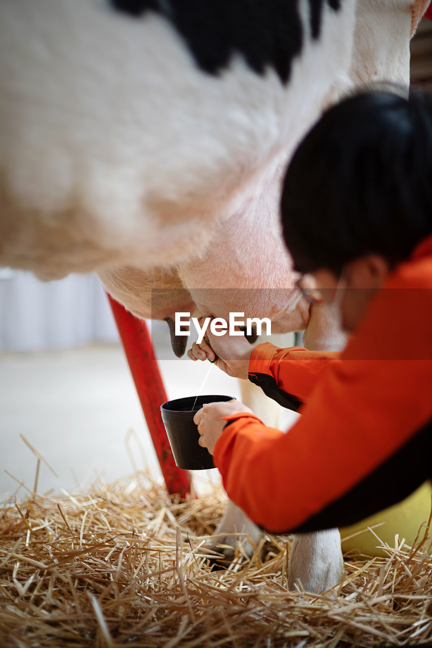 Milking of cow