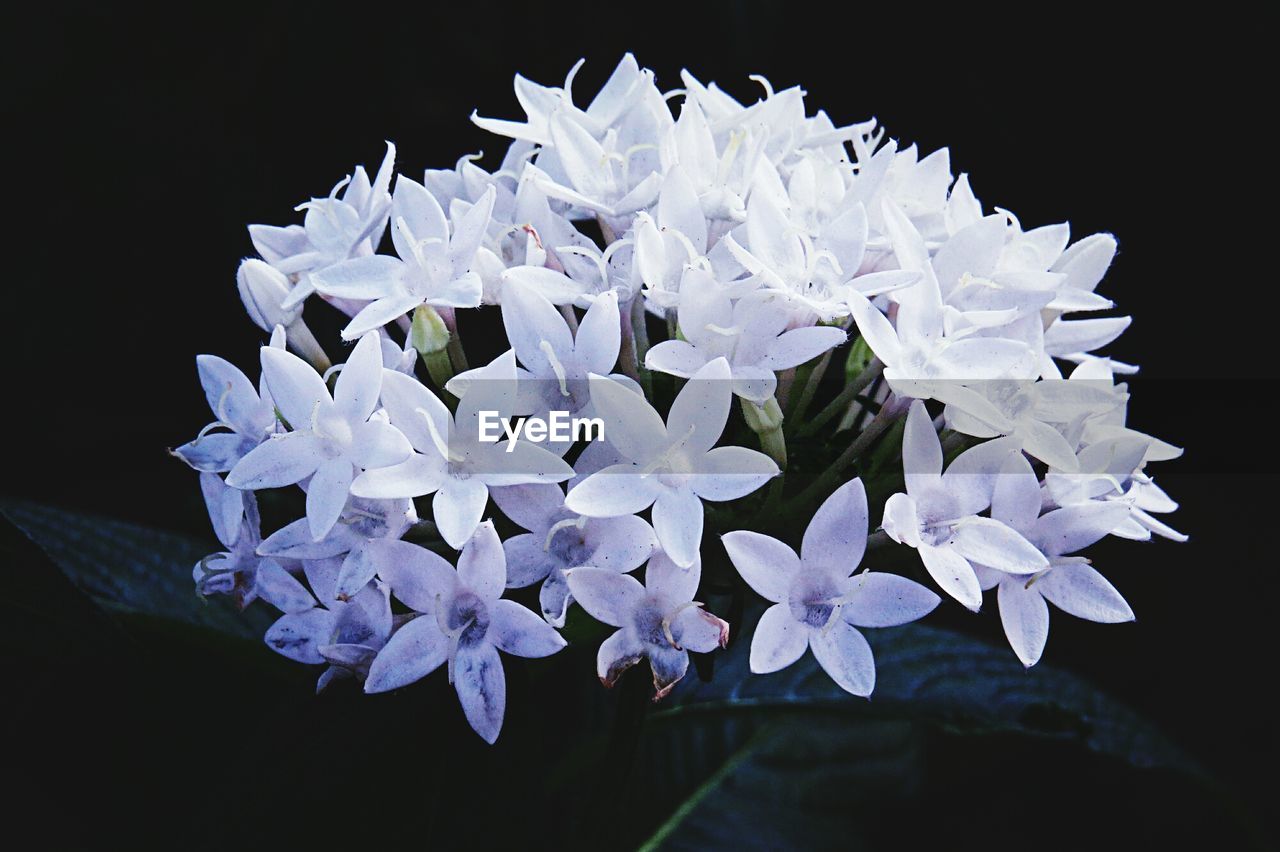 CLOSE-UP OF WATER DROPS ON FLOWERS