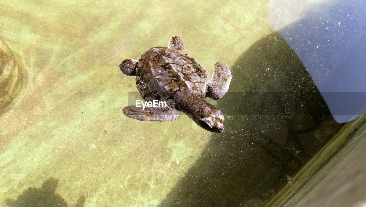 CLOSE-UP OF CRAB ON LEAF