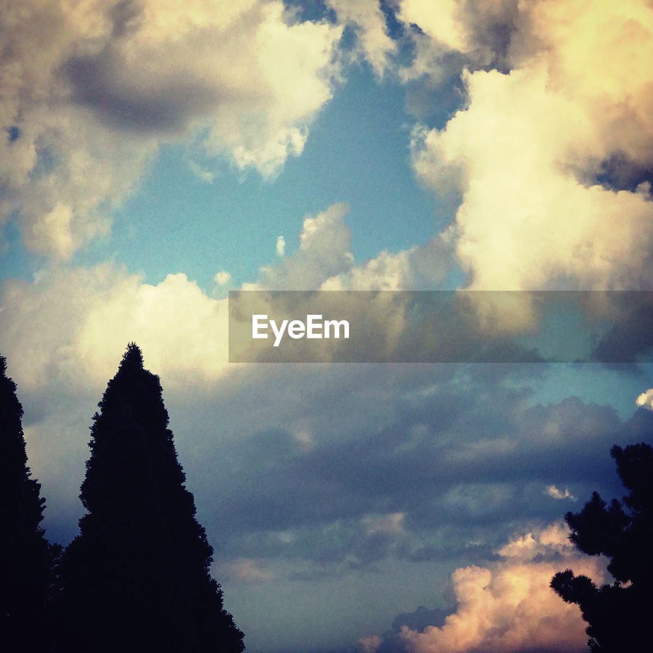 LOW ANGLE VIEW OF TREES AGAINST SKY