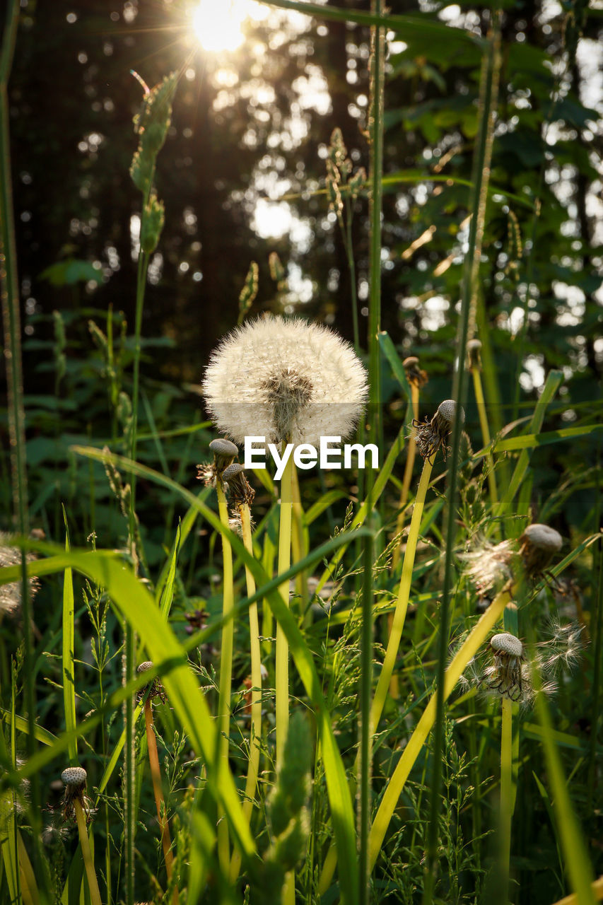 CLOSE-UP OF WHITE FLOWERING PLANTS ON FIELD