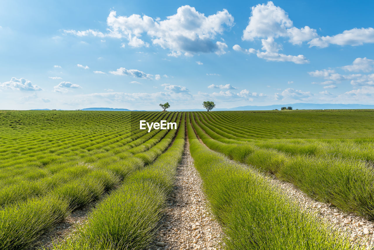 Scenic view of green lavender field before blooming in provence south of france during warm summer