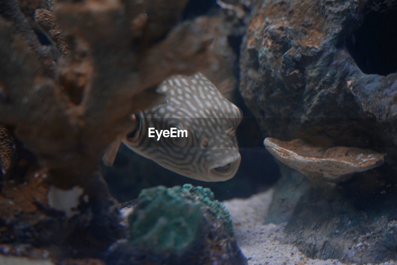 CLOSE-UP OF FISH IN SEA