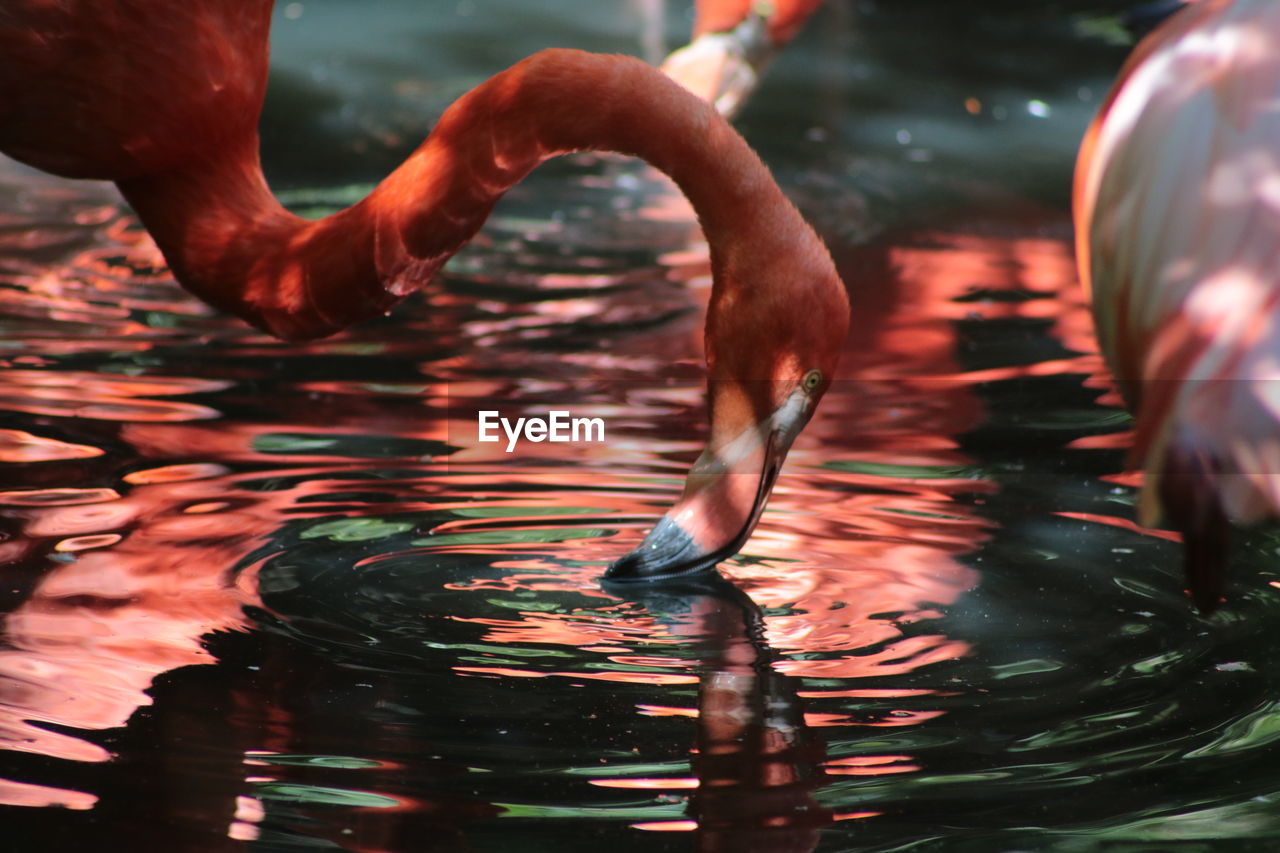 Close-up of flamingo drinking