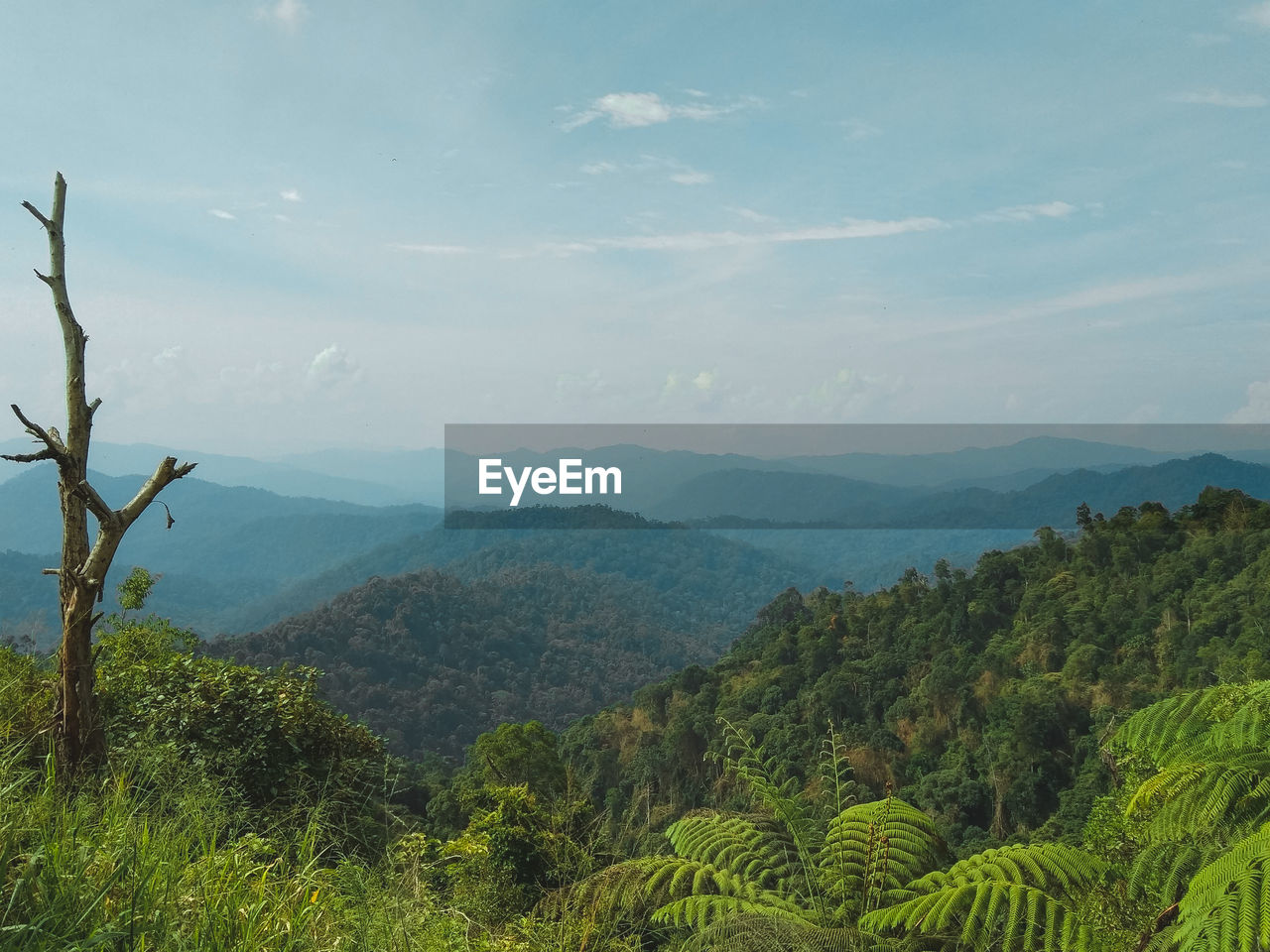 SCENIC VIEW OF TREES AND MOUNTAINS AGAINST SKY