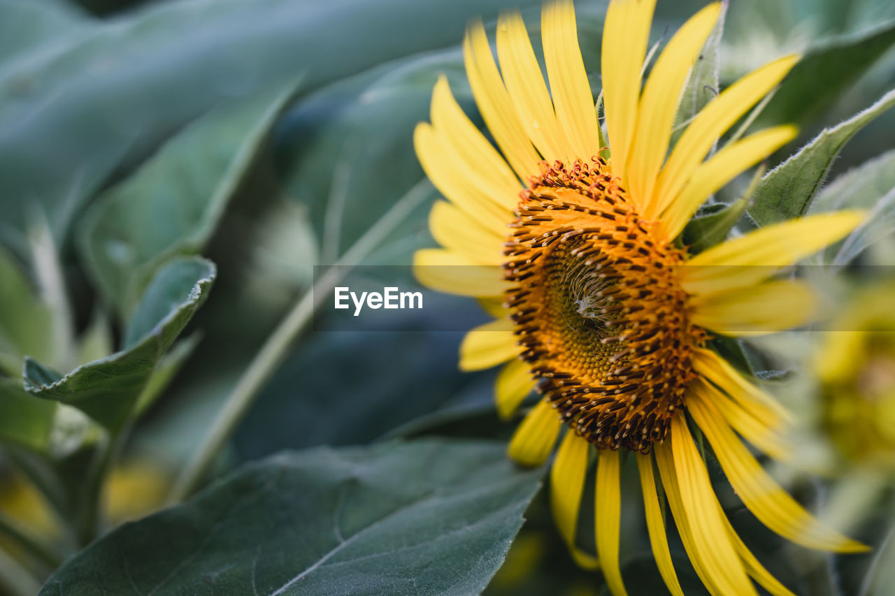 CLOSE-UP OF YELLOW SUNFLOWER ON PLANT