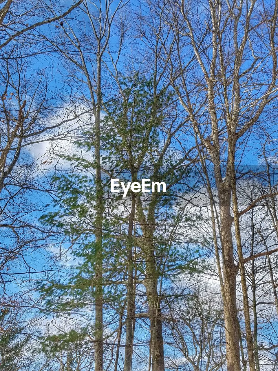 Low angle view of bare trees against blue sky