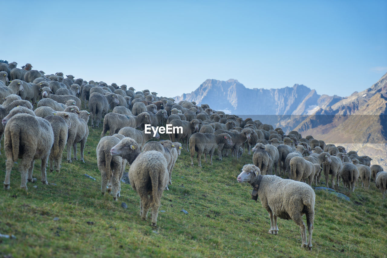 SHEEP GRAZING ON FIELD AGAINST SKY